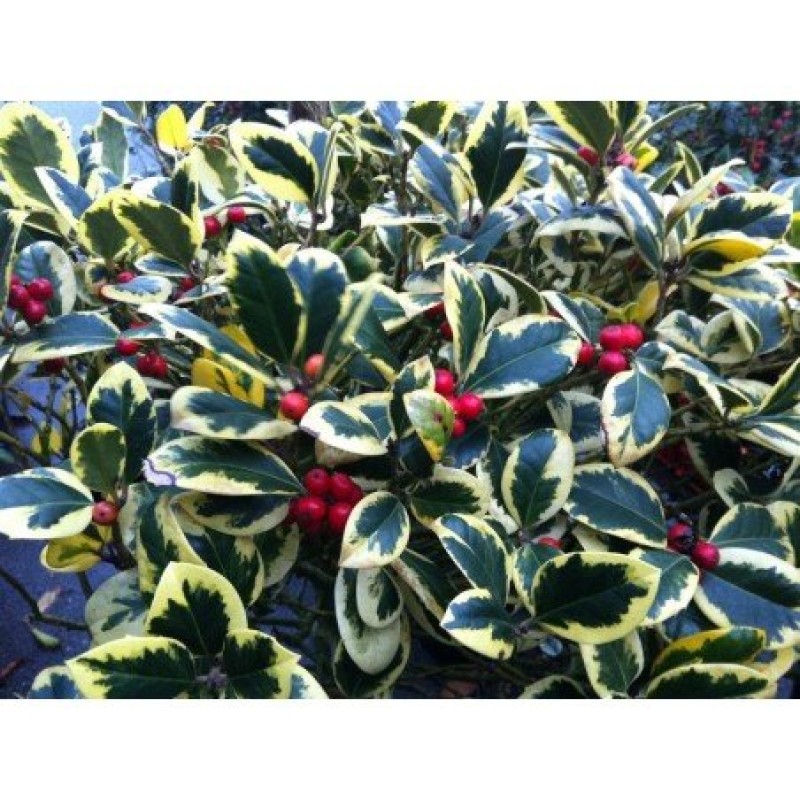 Ilex  'Golden King' - Sárga levélszélű magyal