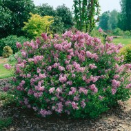 Syringa meyeri 'Palibin' – Törpe koreai orgona