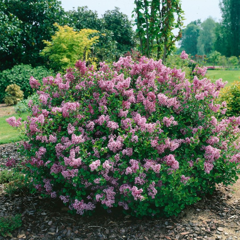 Syringa meyeri 'Palibin' – Törpe koreai orgona