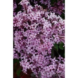 Syringa meyeri 'Palibin' – Törpe koreai orgona