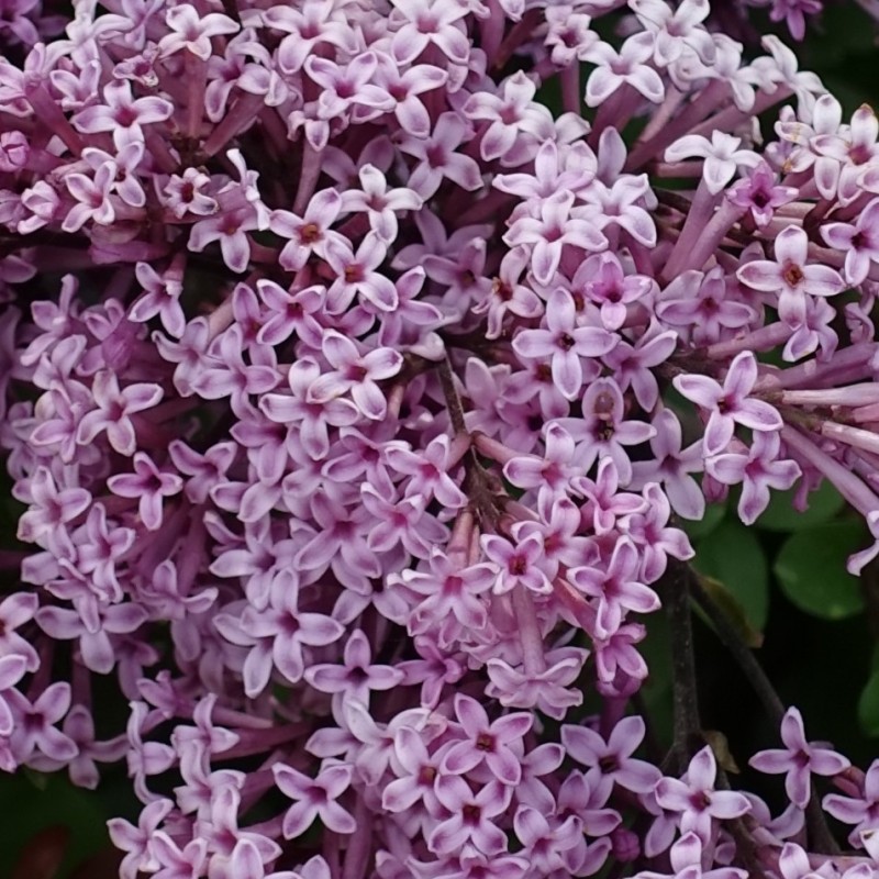 Syringa meyeri 'Palibin' – Törpe koreai orgona