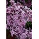 Syringa meyeri 'Palibin' – Törpe koreai orgona