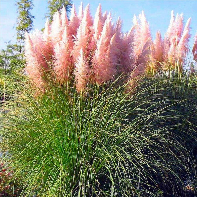Rózsaszín Pampafű  -Cortaderia selloana Rosea 