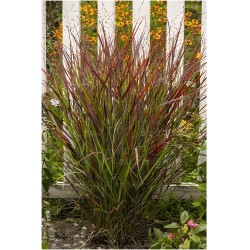 Panicum virgatum ‘Cardinal’  - Vesszős köles