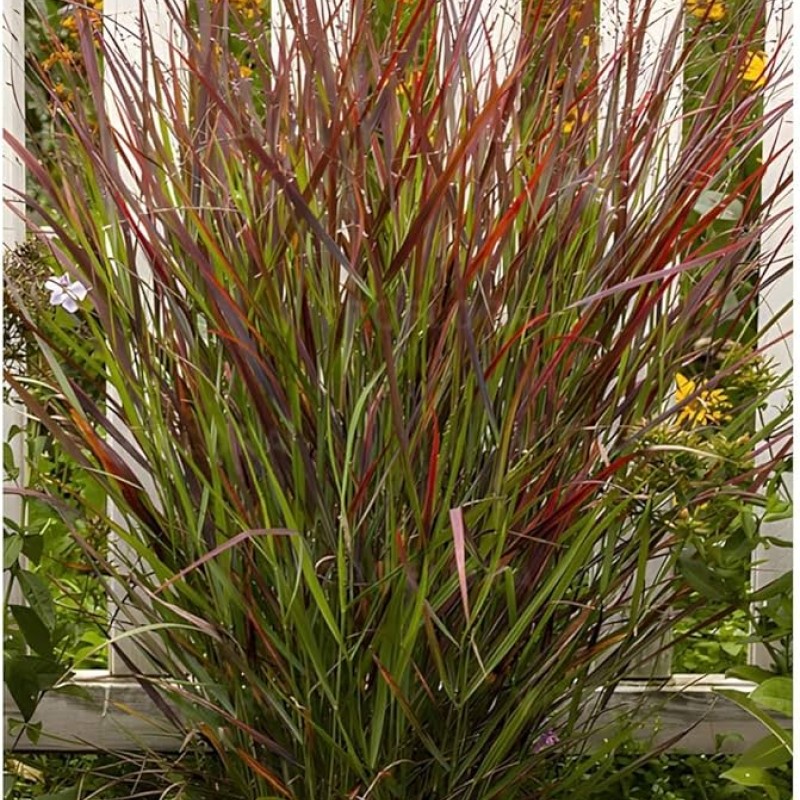 Panicum virgatum ‘Cardinal’  - Vesszős köles