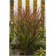 Panicum virgatum ‘Cardinal’  - Vesszős köles