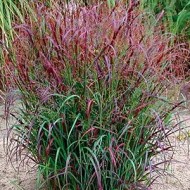 Panicum virgatum ‘Cardinal’  - Vesszős köles
