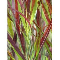Panicum virgatum ‘Cardinal’  - Vesszős köles