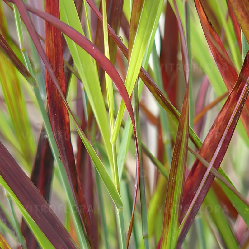 Panicum virgatum ‘Cardinal’  - Vesszős köles