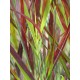 Panicum virgatum ‘Cardinal’  - Vesszős köles