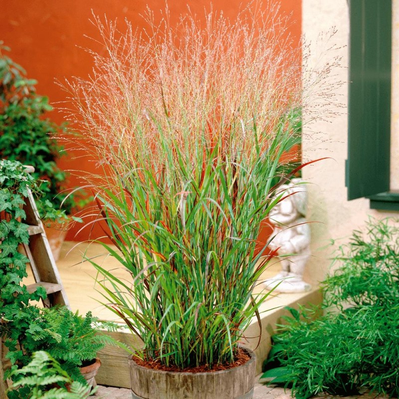 Panicum virgatum ‘Cardinal’  - Vesszős köles