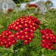 Achillea millefolium 'Paprika' – Piros cickafark