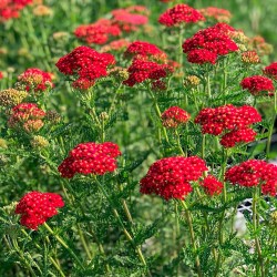 Achillea millefolium 'Paprika' – Piros cickafark