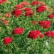 Achillea millefolium 'Paprika' – Piros cickafark