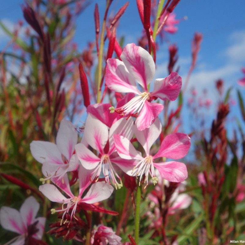 Oenothera lindheimeri ‘Siskiyou Pink’ – rózsaszín díszgyertya (Gaura)