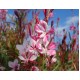 Oenothera lindheimeri ‘Siskiyou Pink’ – rózsaszín díszgyertya (Gaura)