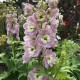 Delphinium ‘Paramo Rosa’ - Szarkaláb