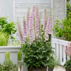Delphinium ‘Paramo Rosa’ - Szarkaláb