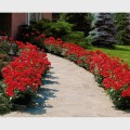 Park Rózsák (polyantha)