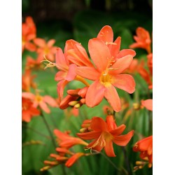 Crocosmia Peach Sunrise - Sárkányfű