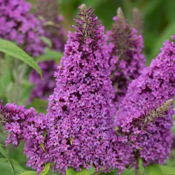 Buddleia davidii 'Peacock' - Nyáriorgona