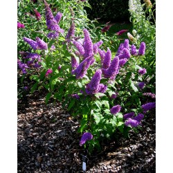 Buddleia davidii 'Peacock' - Nyáriorgona