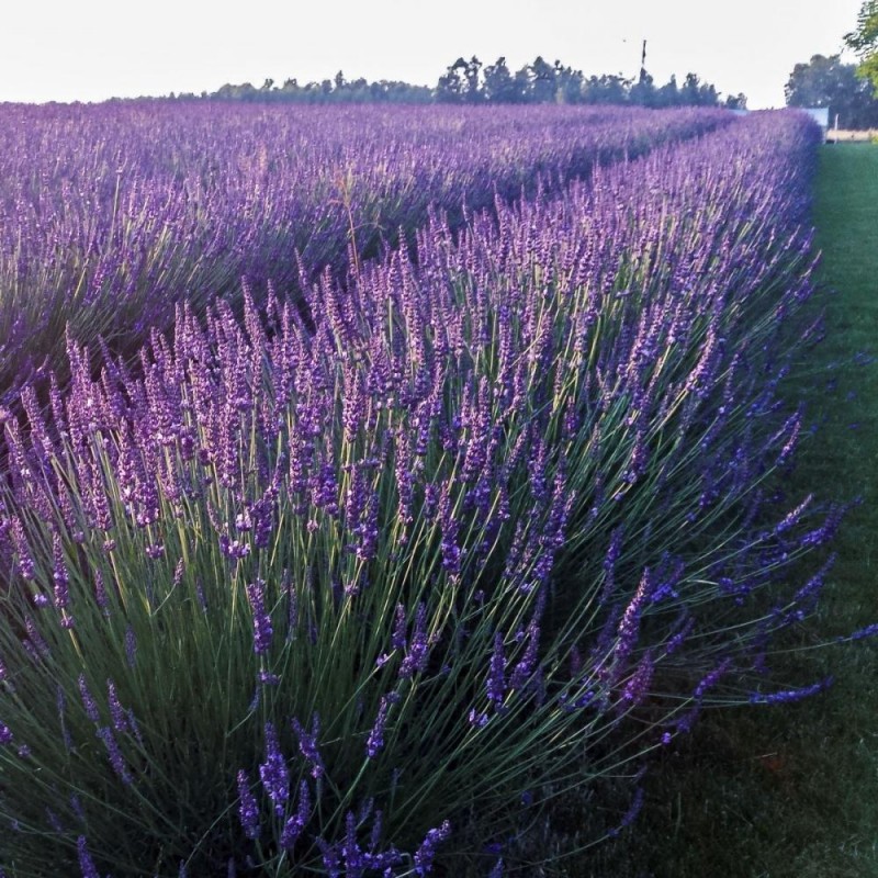 Lavandula x intermedia 'Phenomenal' - Lila Levendula