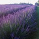 Lavandula x intermedia 'Phenomenal' - Lila Levendula