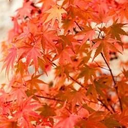 Acer palmatum ‘Phoenix’ – Japán juhar
