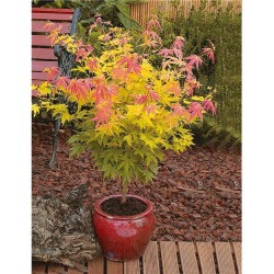 Acer palmatum ‘Phoenix’ – Japán juhar
