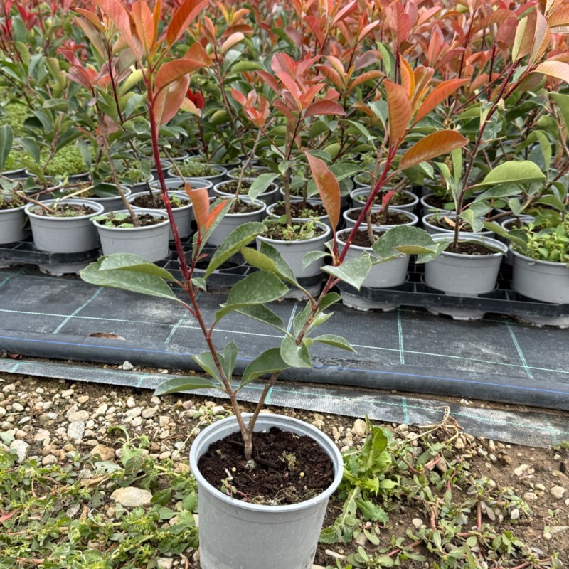 Korallberkenye 20db Csomag - Photinia RED ROBIN 35-40cm