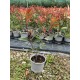 Korallberkenye 20db Csomag - Photinia RED ROBIN 35-40cm