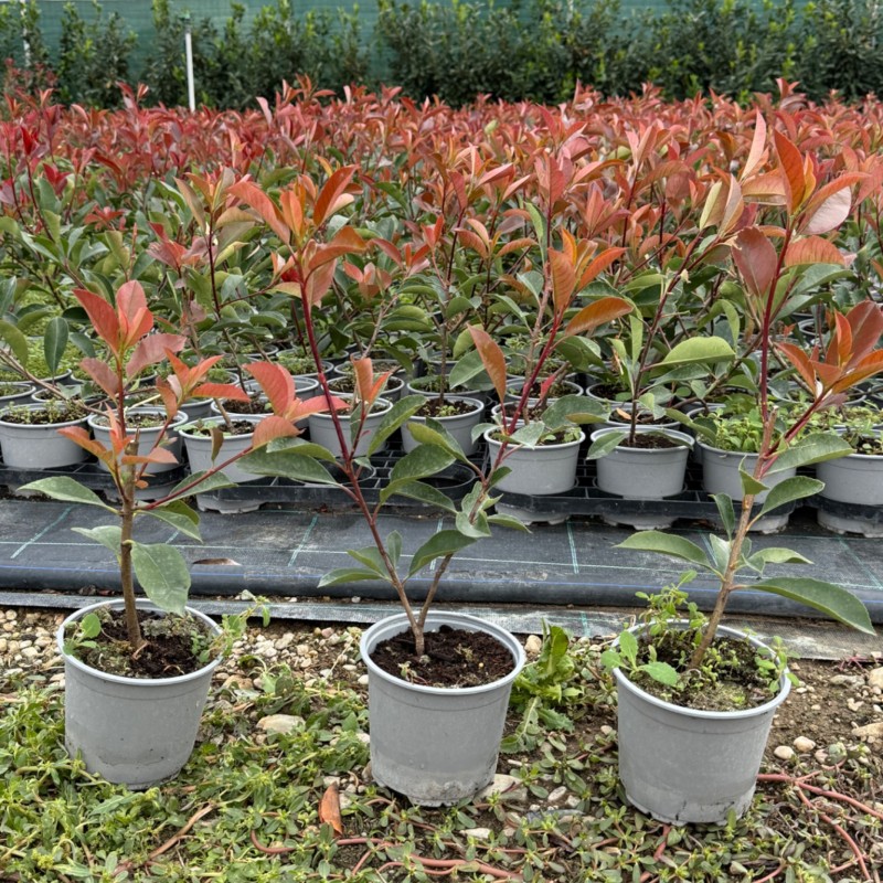 Korallberkenye 20db Csomag - Photinia RED ROBIN 35-40cm
