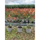 Korallberkenye 20db Csomag - Photinia RED ROBIN 35-40cm
