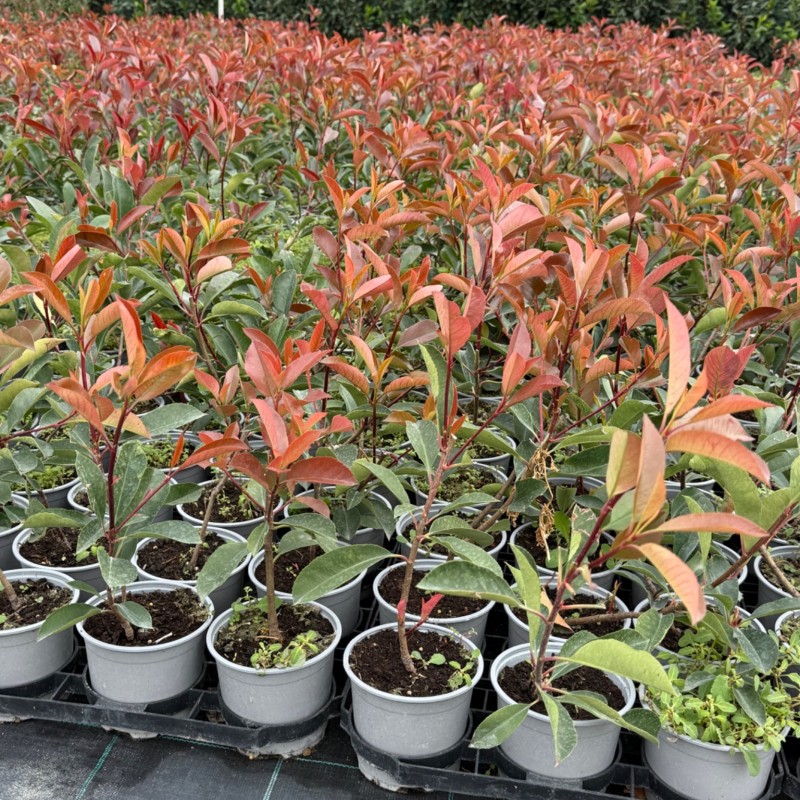 Korallberkenye 20db Csomag - Photinia RED ROBIN 35-40cm