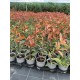 Korallberkenye 20db Csomag - Photinia RED ROBIN 35-40cm