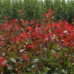 Korallberkenye 20db Csomag - Photinia RED ROBIN 35-40cm
