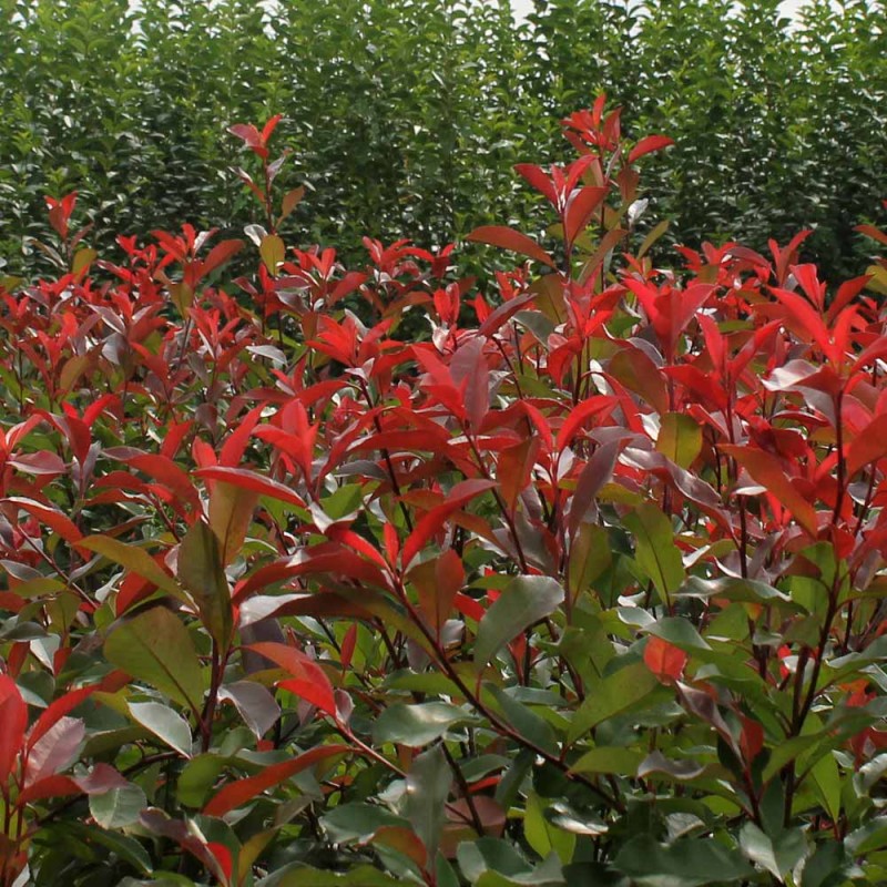 Korallberkenye 20db Csomag - Photinia RED ROBIN 35-40cm