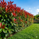 Korallberkenye 20db Csomag - Photinia RED ROBIN 35-40cm