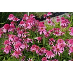 Echinacea purpurea ‘Pink Double Delight’ – Telt virágú kasvirág