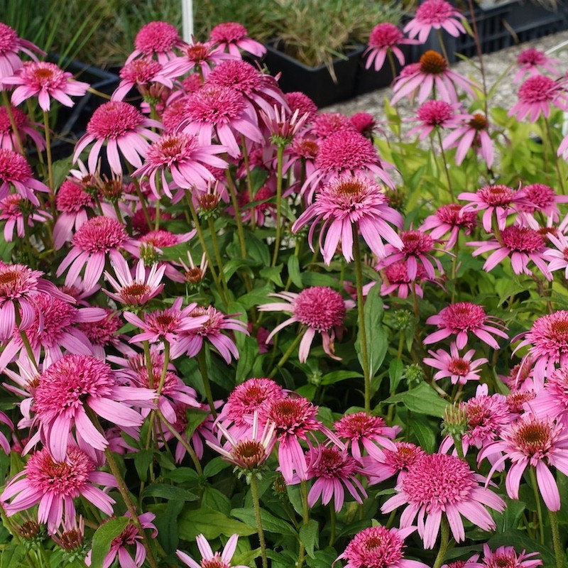 Echinacea purpurea ‘Pink Double Delight’ – Telt virágú kasvirág