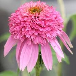 Echinacea purpurea ‘Pink Double Delight’ – Telt virágú kasvirág