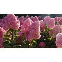 Hydrangea paniculata Pink & Rose - Bugás hortenzia