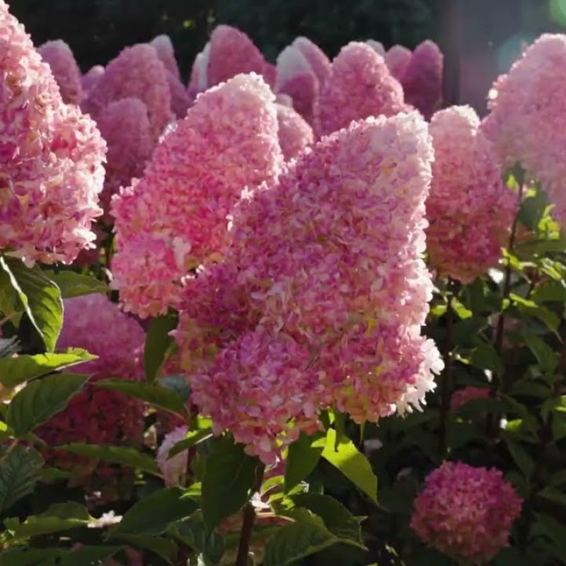 Hydrangea paniculata Pink & Rose - Bugás hortenzia