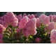 Hydrangea paniculata Pink & Rose - Bugás hortenzia