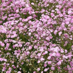 Gypsophila paniculata FESTIVAL® 'Pink Lady' – rózsaszín fátyolvirág