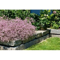 Gypsophila paniculata FESTIVAL® 'Pink Lady' – rózsaszín fátyolvirág