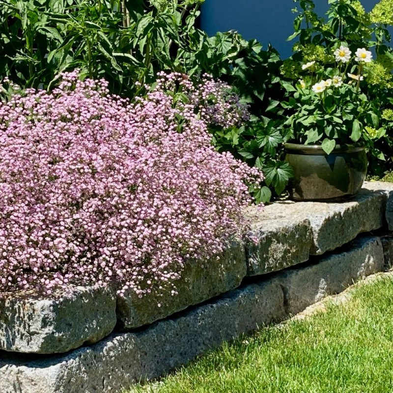 Gypsophila paniculata FESTIVAL® 'Pink Lady' – rózsaszín fátyolvirág