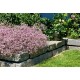 Gypsophila paniculata FESTIVAL® 'Pink Lady' – rózsaszín fátyolvirág