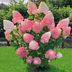 Hydrangea paniculata Pink & Rose - Bugás hortenzia